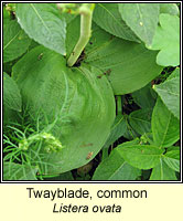 Twayblade, Listera ovata