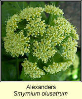 Alexanders, Smyrnium olusatrum