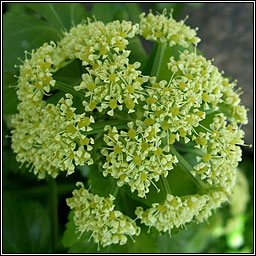 Alexanders, Smyrnium olusatrum