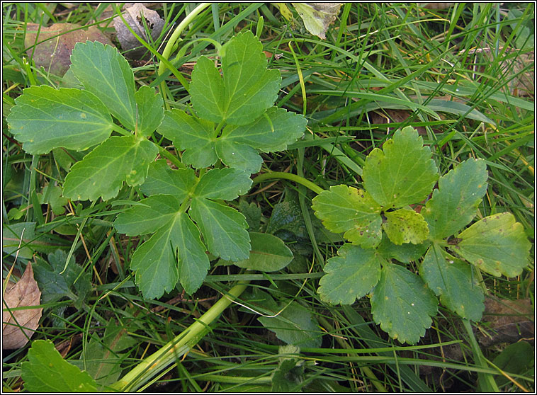 Alexanders, Smyrnium olusatrum