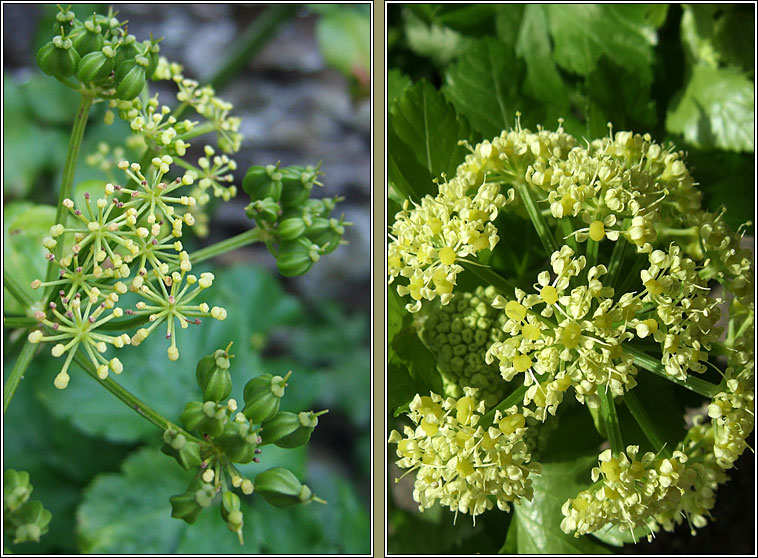 Alexanders, Smyrnium olusatrum