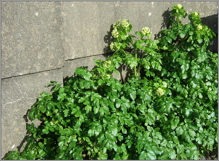 Alexanders, Smyrnium olusatrum