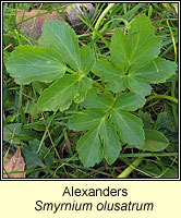 Alexanders, Smyrnium olusatrum