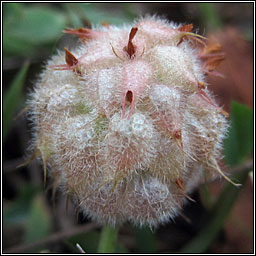 Strawberry Clover, Trifolium fragiferum