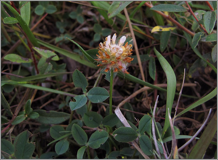 Strawberry Clover, Trifolium fragiferum