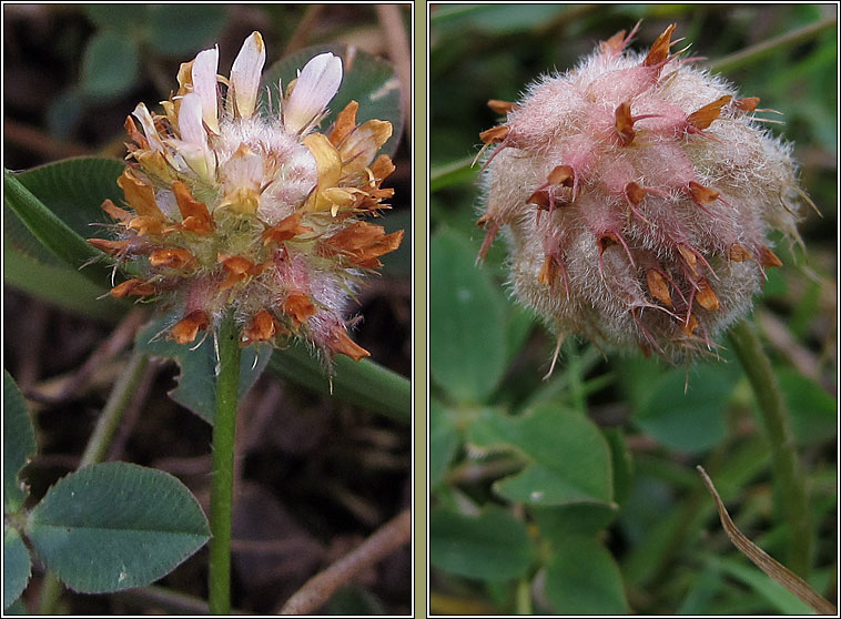 Strawberry Clover, Trifolium fragiferum