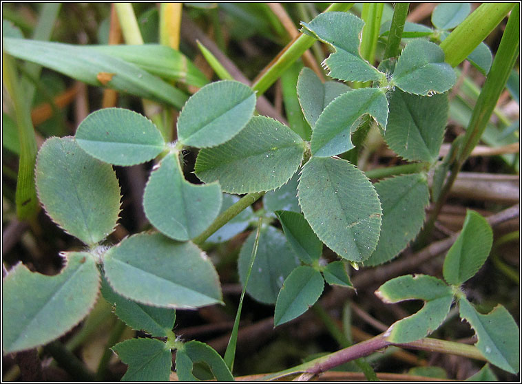 Strawberry Clover, Trifolium fragiferum