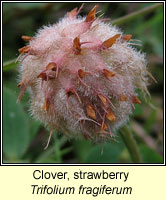 Clover, strawberry, Trifolium fragiferum