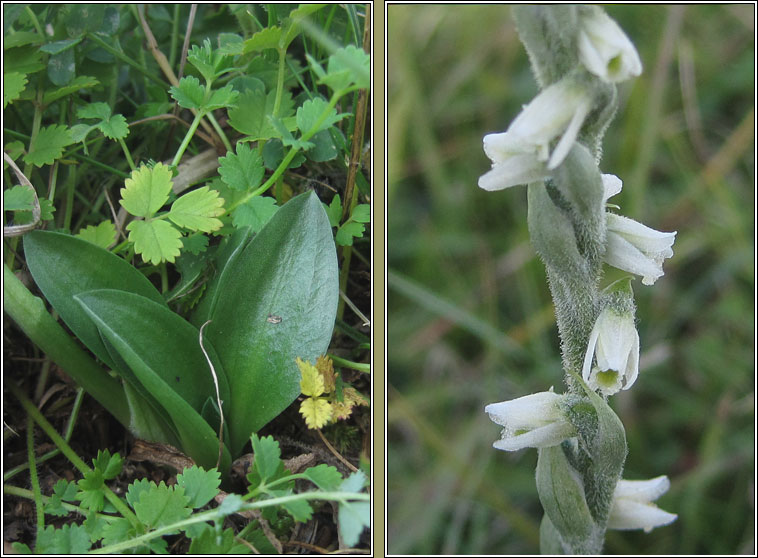 Autumn Ladys-tresses, Spiranthes spiralis