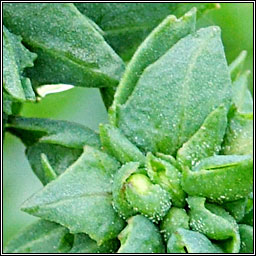 Common Orache, Atriplex patula