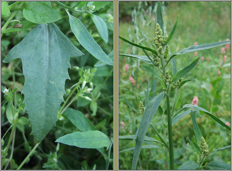 Common Orache, Atriplex patula