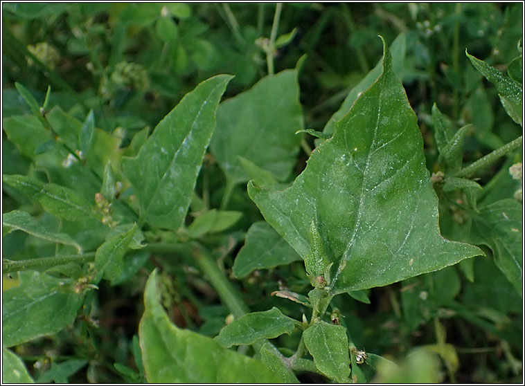 Common Orache, Atriplex patula