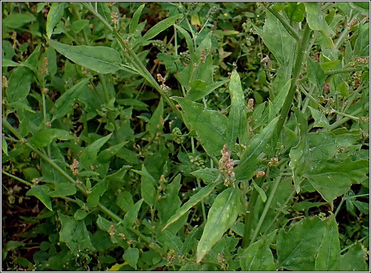 Common Orache, Atriplex patula