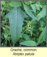 Orache, common, Atriplex patula