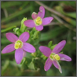 Lesser Centuary, Centaurium pulchellum