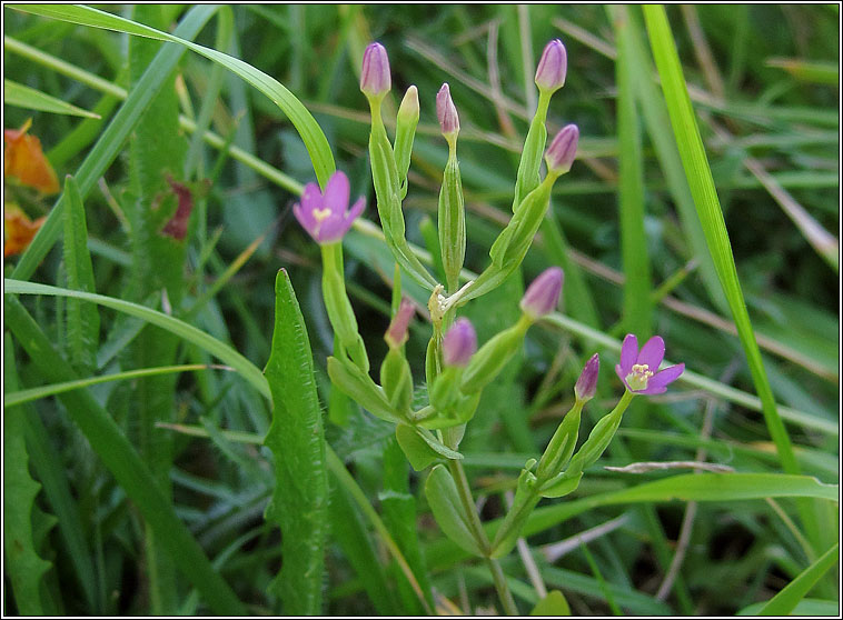 Lesser Centuary, Centaurium pulchellum