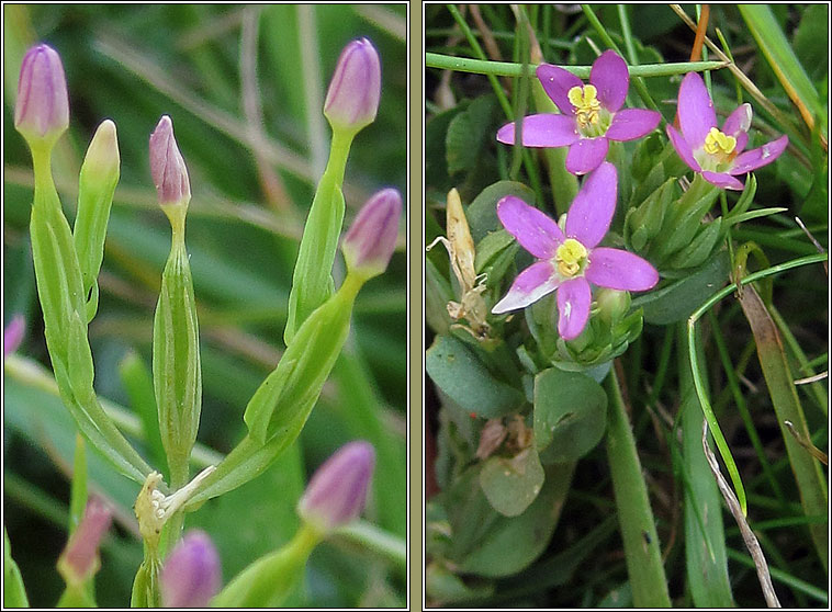 Lesser Centuary, Centaurium pulchellum