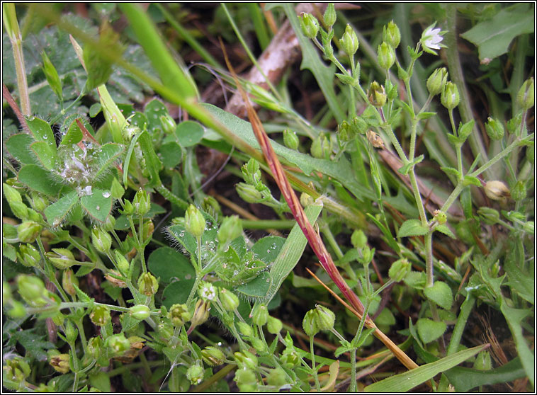 Thyme-leaved Sandwort, Arenaria serpyllifolia ssp serpyllifolia