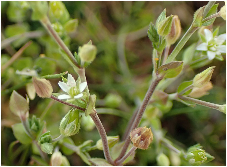 Thyme-leaved Sandwort, Arenaria serpyllifolia ssp serpyllifolia