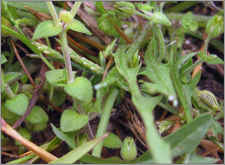 Thyme-leaved Sandwort, Arenaria serpyllifolia ssp serpyllifolia