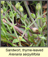 Sandwort, thyme-leaved, Arenaria serpyllifolia ssp serpyllifolia