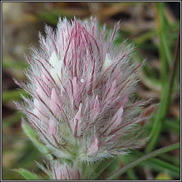 Hares-foot Clover, Trifolium arvense