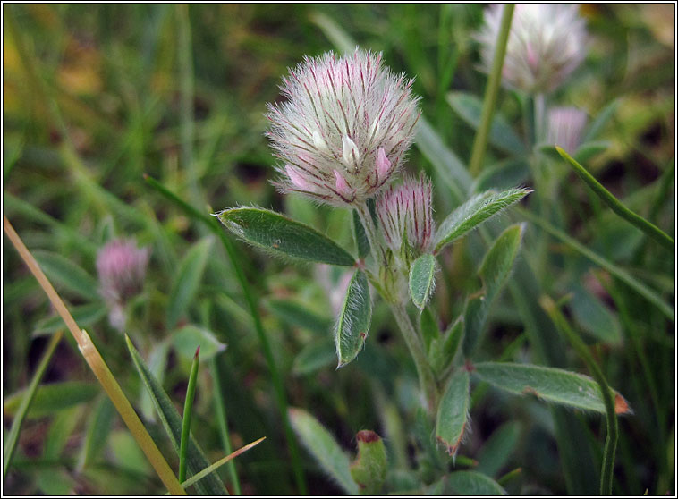 Hares-foot Clover, Trifolium arvense