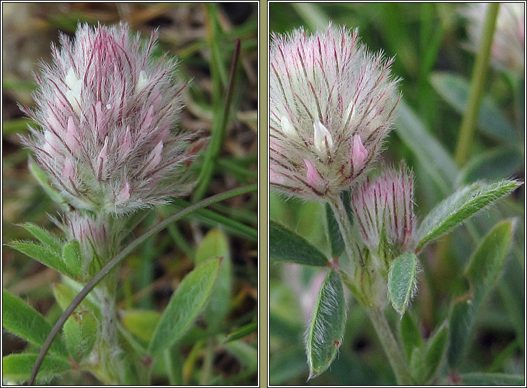 Hares-foot Clover, Trifolium arvense