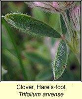 Clover, hare's-foot, Trifolium arvense