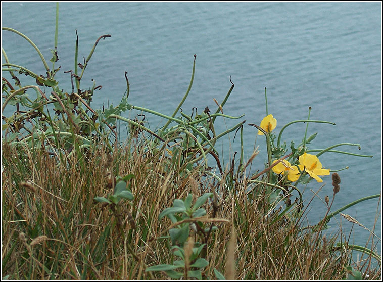 Yellow Horned Poppy, Glaucium flavum