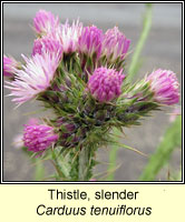 Thistle, slender, Carduus tenuiflorus