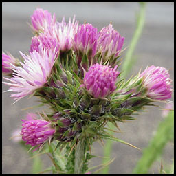 Slender Thistle, Carduus tenuiflorus