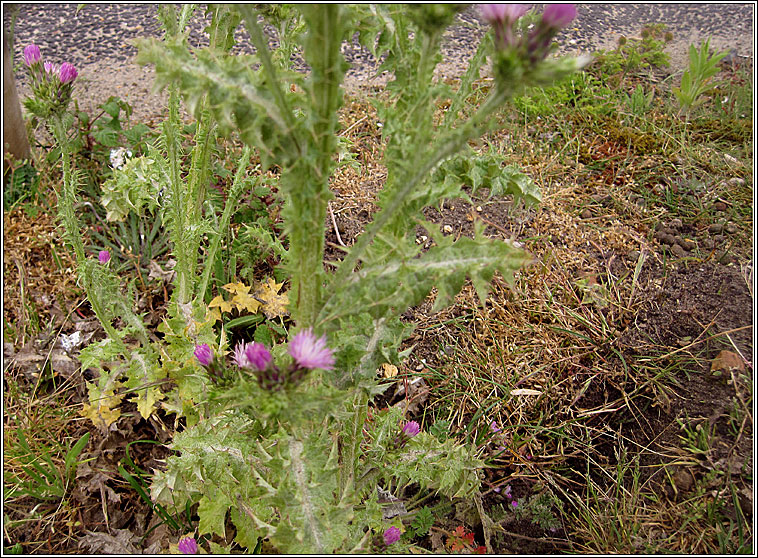 Slender Thistle, Carduus tenuiflorus