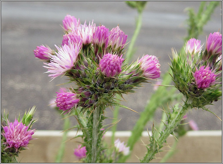 Slender Thistle, Carduus tenuiflorus