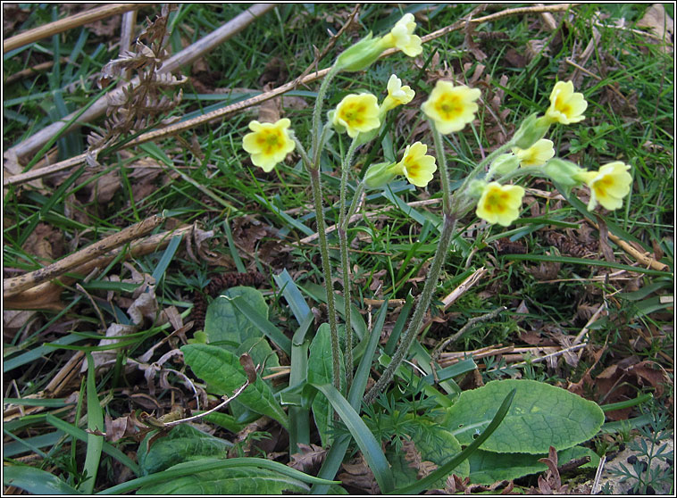 False Ox-lip, Primula x polyantha