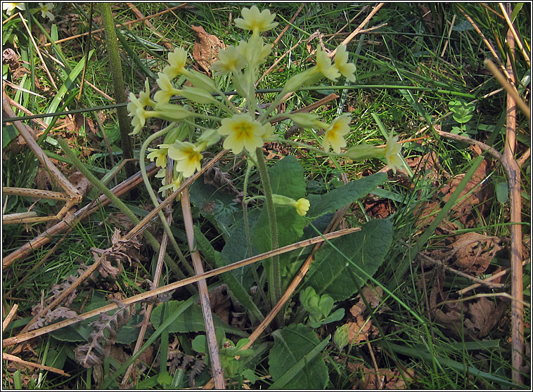 False Ox-lip, Primula x polyantha