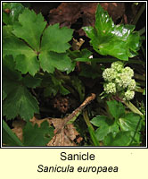 Sanicle, Sanicula europaea