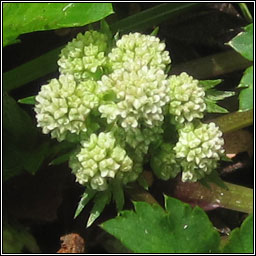 Sanicle, Sanicula europaea