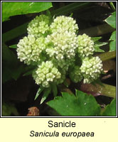 Sanicle, Sanicula europaea