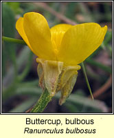 Buttercup, bulbous, Ranunculus bulbosus