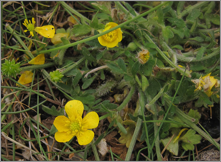 Bulbous Buttercup, Ranunculus bulbosus