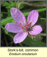 Stork's-bill, common, Erodium circutarium