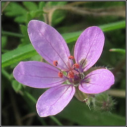 Common Storks-bill, Erodium cicutarium