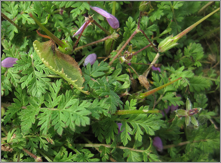 Common Storks-bill, Erodium cicutarium