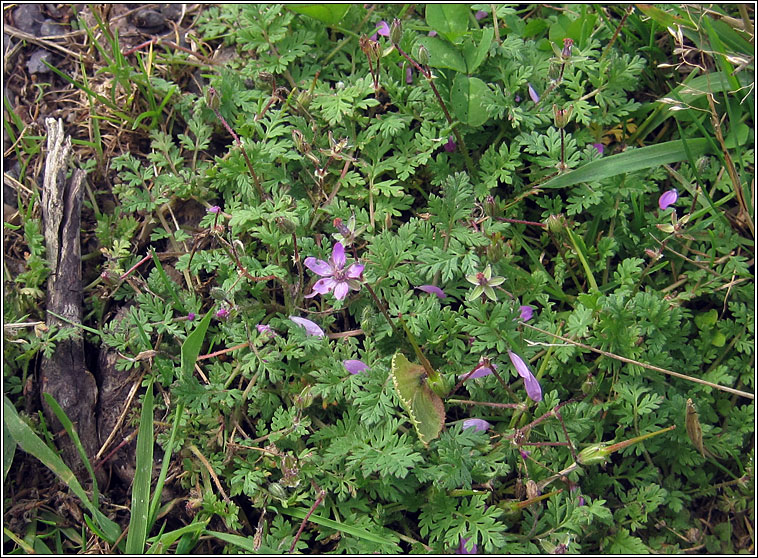 Common Storks-bill, Erodium cicutarium