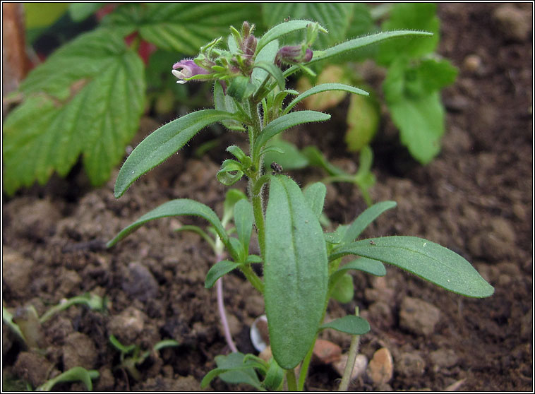 Small Toadflax, Chaenorhinum minus