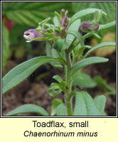 Toadflax, small, Chaenorhinum minus