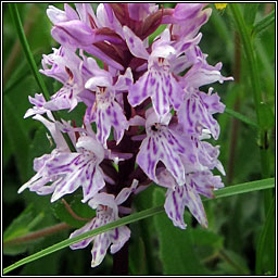 Common Spotted-orchid, Dactylorhiza fuchsii