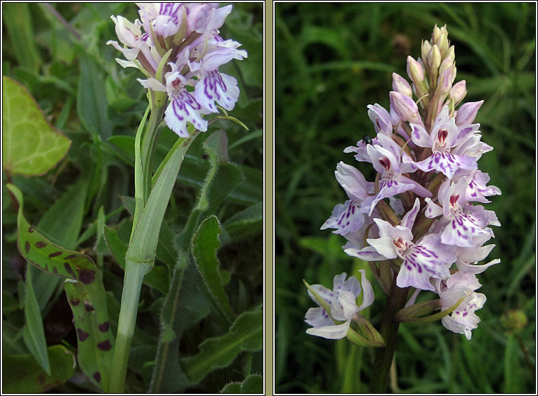 Common Spotted-orchid, Dactylorhiza fuchsii