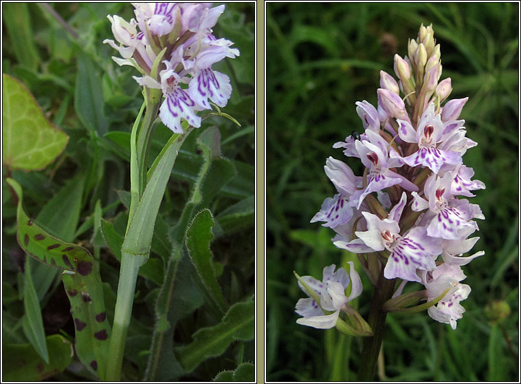 Common Spotted-orchid, Dactylorhiza fuchsii